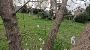 Формирование Абрикоса ''Шалах''