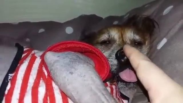 Глубокий сон. Китайская хохлатка) смотреть онлайн