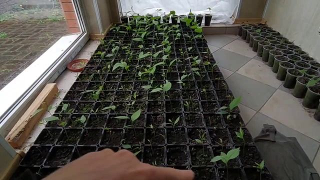 Азимина, всхожесть семян. смотреть онлайн