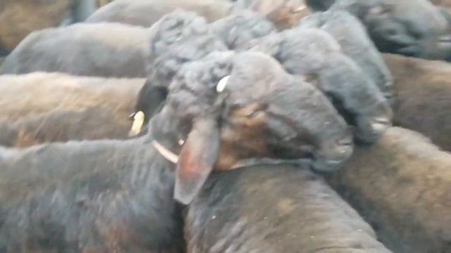 Панчакент мол бозори Panjakent mol bozori