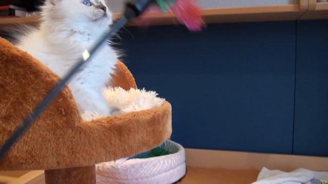 Ragdoll chocolate lynx colourpoint - Inez 9 weeks old... смотреть онлайн