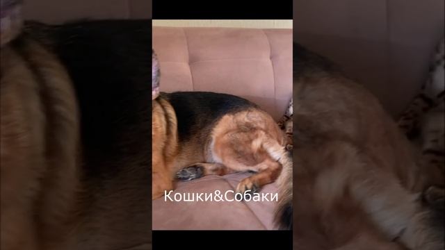 Приколы с котами! Смешные коты СМЕШНЫЕ ЖИВОТНЫЕ 2023! приколы с животными.#2