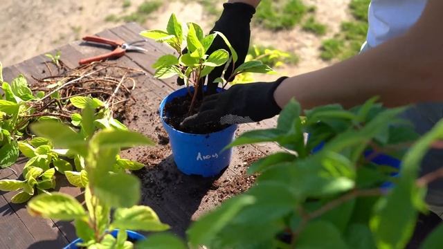 Китайський Лимонник: Посадка і Розмноження. Яка користь Лимонника Китайського? смотреть онлайн