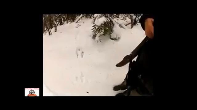 hare hunting in winter. охота на зайца зимой. смотреть онлайн