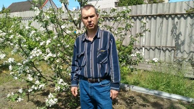 100% способ заставить яблоню цвести