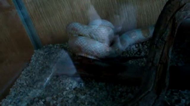 Змея поедает мышь смотреть онлайн