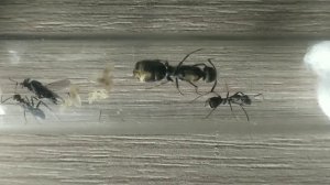 Кампонотус париус (Camponotus parius) Муравьи дома. Муравьиная ферма.