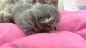 Little kitten's eyes will be opened soon and she will see her mom cat