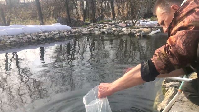 Запуск форели в свой пруд. Эксперимент начался.