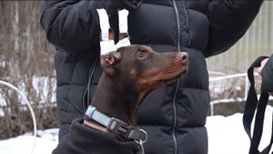 ДТ-125. Тревожный , лающий доберман