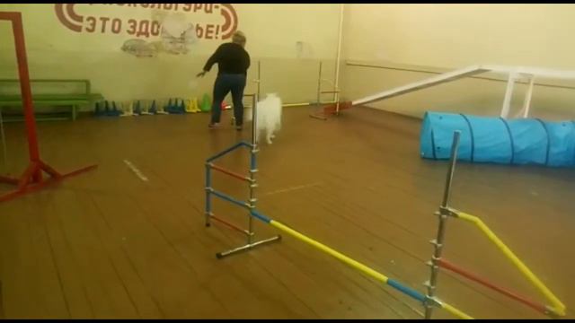 АДЖИЛИТИ. разминка трасса. самоед Бэлла 1 смотреть онлайн