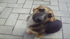 Собака  Барабака