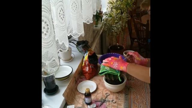 Кактус Эхинопсис. Пересадка и уход