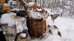 ПТИЦЫ НА КОРМУШКЕ Весна 2023