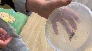 Большой шершень, что ест шершень