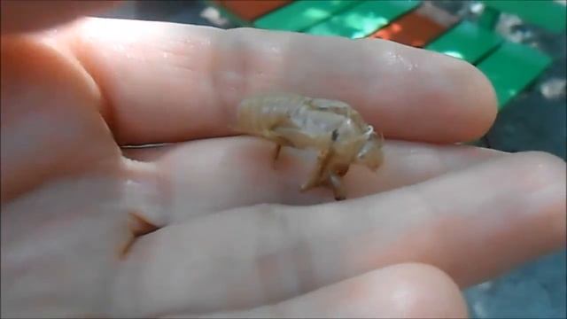 Цикады: мухи, которых слышно, но не видно
