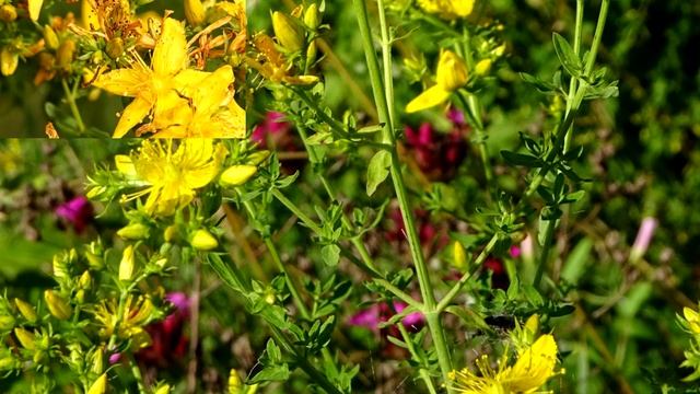 Магические свойства зверобоя смотреть онлайн