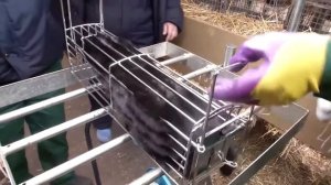 Промышленное разведение норок