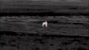 Охота на волка на вабу, вой волка.