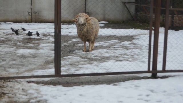 Зоопарк в Иваново смотреть онлайн