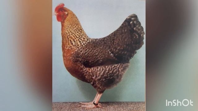 Линька кур#как стимулировать линьку кур# Кормление и выращивание будущего племени смотреть онлайн