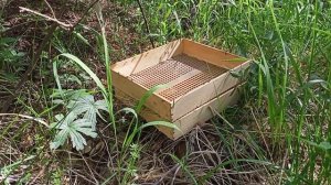 Яйцо муравьиное , часть 1.