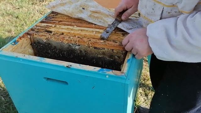 Первые работы на пасеке весной (осмотр слабой и сильной семьи и семьи без матки) смотреть онлайн