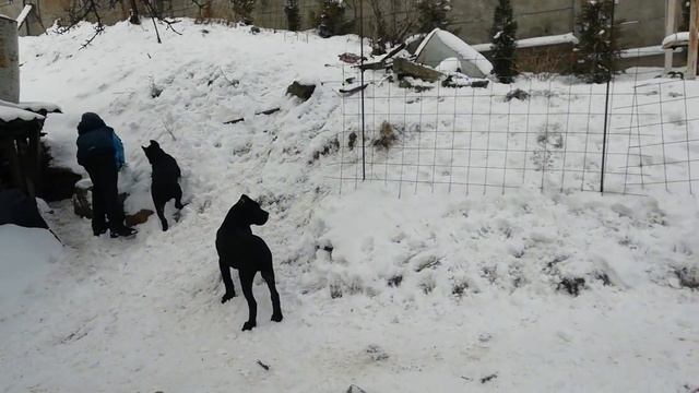 питомник кане корсо ELITE LEGION, Беларусь 🇧🇾