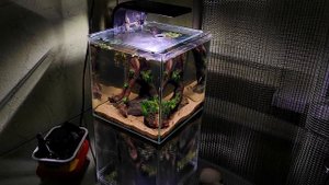 Запуск креветок в новый нано-куб (I release shrimp into the aquarium)