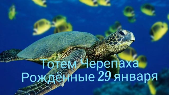 Тотем Черепаха рождённые 29 января смотреть онлайн