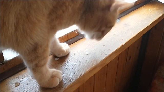 Мой кот ест снег❄️😺 смотреть онлайн