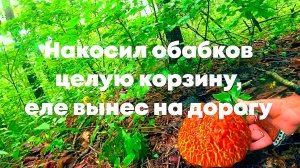 Грибное эльдорадо
