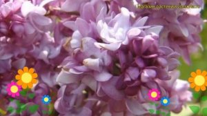 Сирень обыкновенная Бель де Нанси. Краткий обзор, описание syringa vulgaris Belle de Nancy