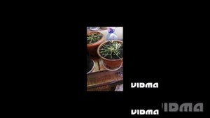 сохранить маточник петунии зимой.