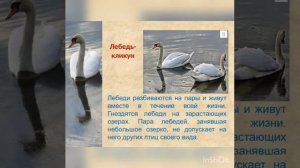 Красная книга 5 класс