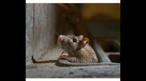 О крысах диких и домашних