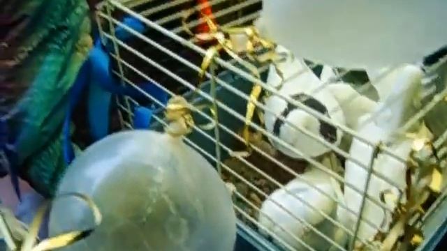 Голуби на уличный праздник - 8965-380-13-11 смотреть онлайн