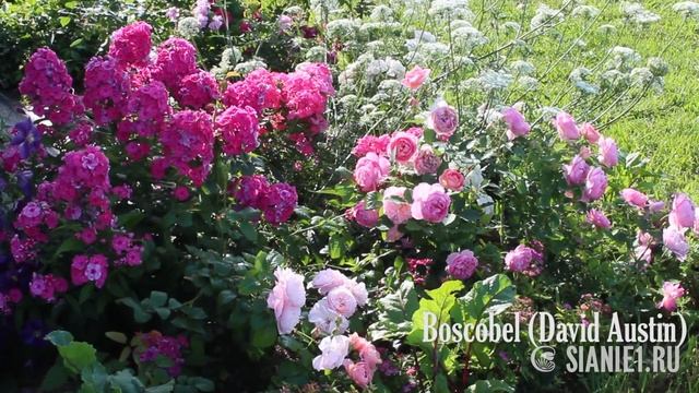 Боскобель (Boscobel) английская роза смотреть онлайн