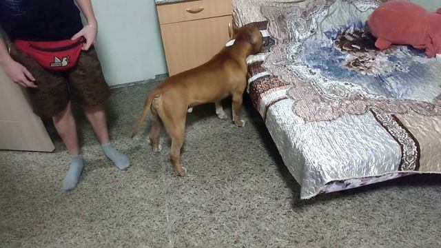 Стаффордширский терьер/Мотаюсь к своим собакам/ Бадди переезжает смотреть онлайн