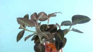 Jewel orchid/anoectochilus albolineatus ver/драгоценные орхидеи
