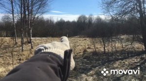 Рекордный выход 2022 года. Отличные Рога лося. Плюс трофей)))