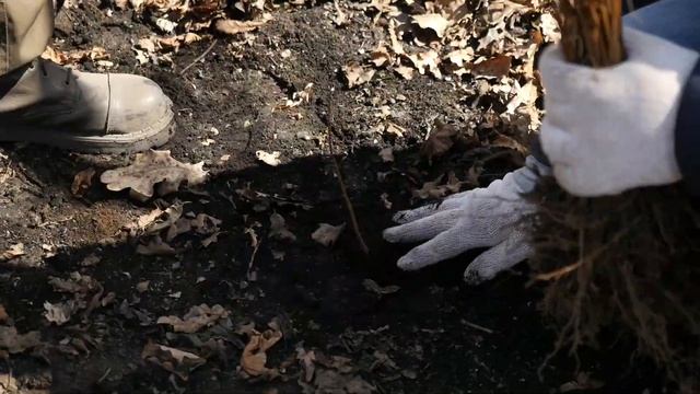 PosadiLes.ru, Волгоградская область, весна-2018, Splat смотреть онлайн