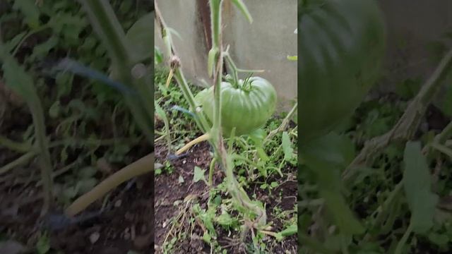 Грусть тоска одолела,но Галла порадовала!)#лето #дача #природа #влог # смотреть онлайн