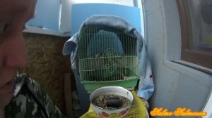 Отдам БЕСПЛАТНО в хорошие руки певчих птиц. Уход за  пойманной птицей