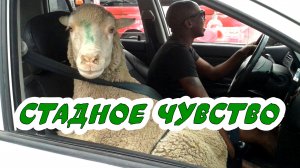 Левый поворот и стадное чувство