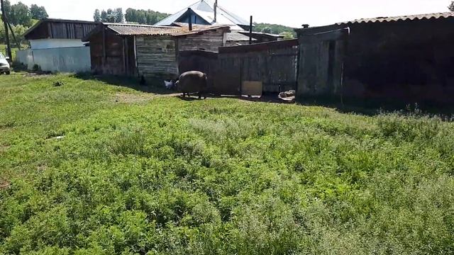 Новый рацион Овец,Поросята полукровки дюрок+ланбрас смотреть онлайн