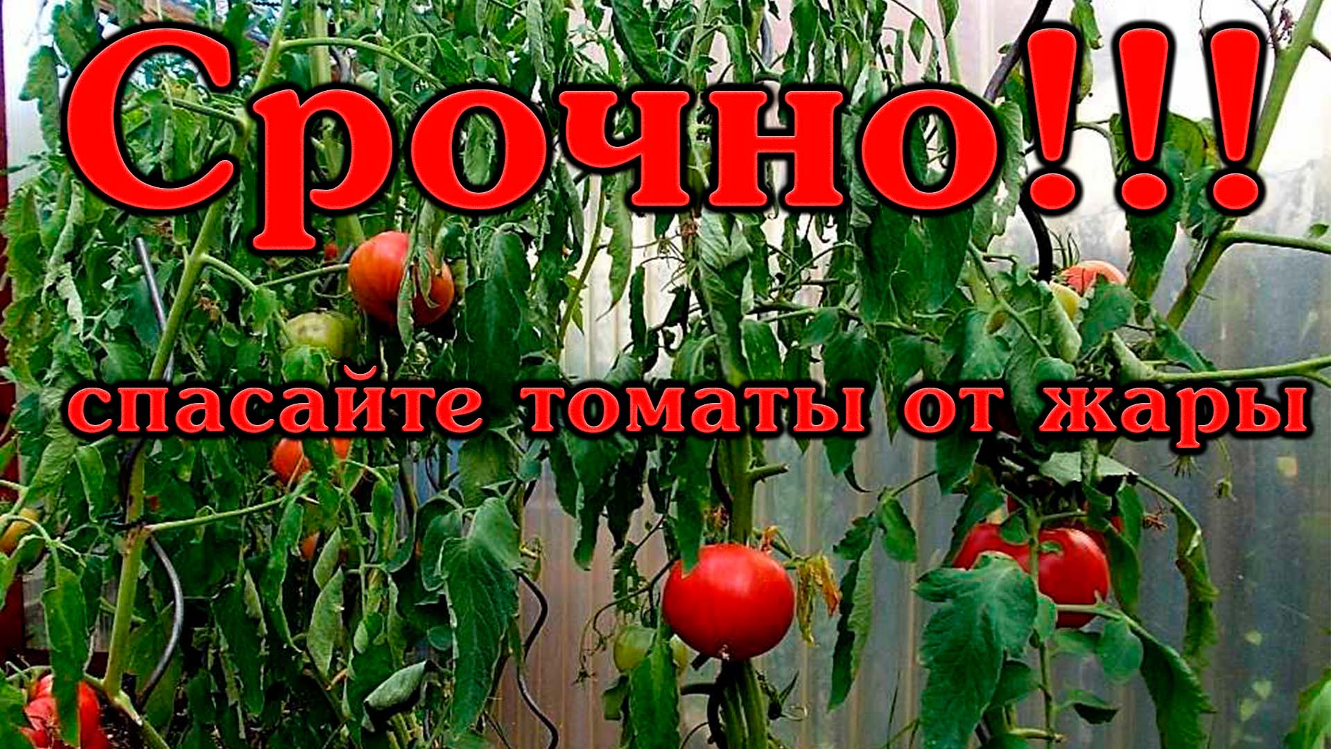 Защита томатов от жары
