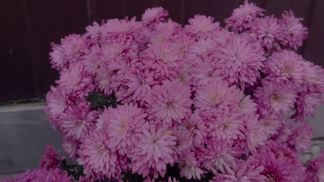 Хризантемы 6 ноября 2023 г. смотреть онлайн