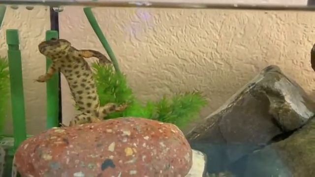 линька тритона смотреть онлайн