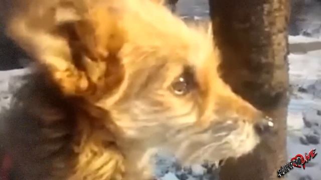 Брошенная собака замерзала лежа в снегу, пока ее бывшие хозяева грелись в тепле! смотреть онлайн